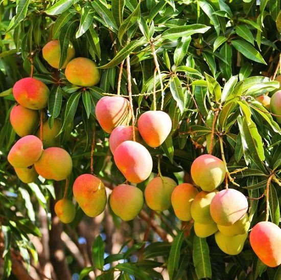 Different Types of Mangoes 2