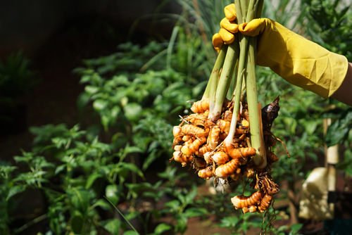 Harvesting Turmeric from containers