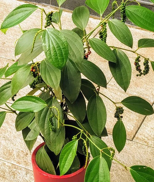 How to Grow Black Plant Growing Peppercorn