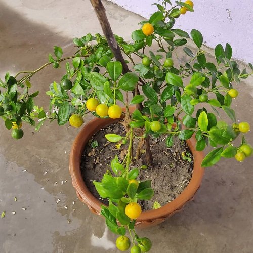 How to Grow an Orange Tree in Container 10