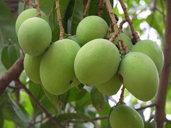 Different Types of Mangoes 6