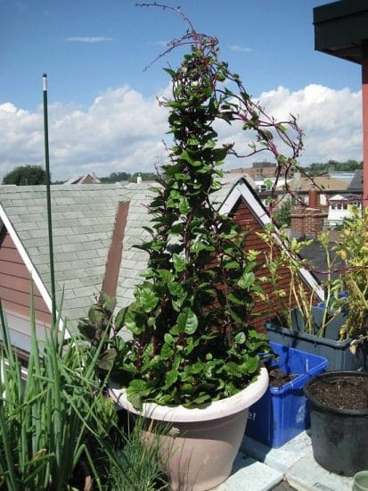 Growing Malabar Spinach In Pots And Benefits Balcony Garden Web