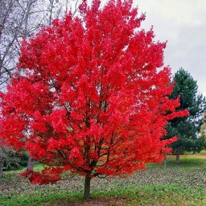 17 Best Trees to Plant in Georgia | Most Common Trees in Georgia