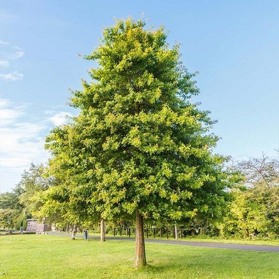 Best Trees to Plant in Georgia 9