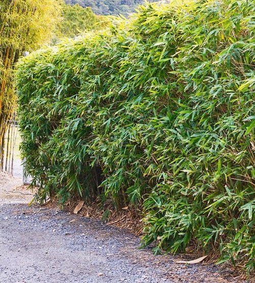 Best Bamboo for a Hedge 15