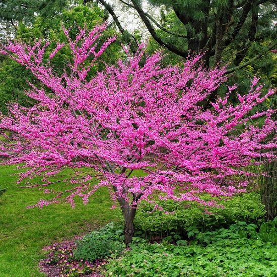 Best Trees to Plant in Georgia 12