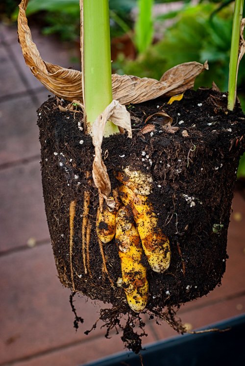 Turmeric in Containers