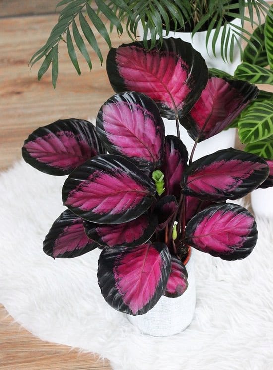 19 Best Calathea Types | Calathea Varieties List