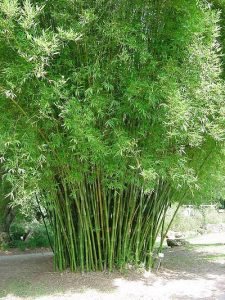 18 Best Bamboo for a Hedge + How to Maintain it