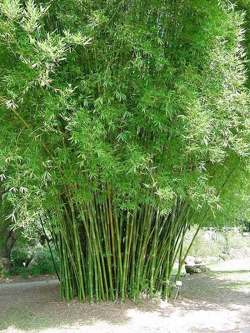 Best Bamboo for a Hedge 1