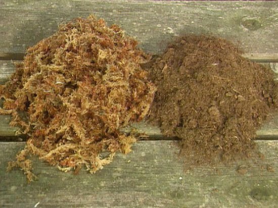 Sphagnum Moss vs Peat Moss 2