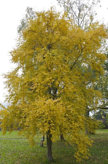 17 Best Trees to Plant in Georgia | Most Common Trees in Georgia