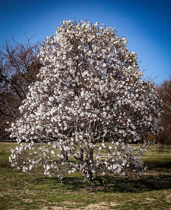 Best Trees to Plant in Georgia 10