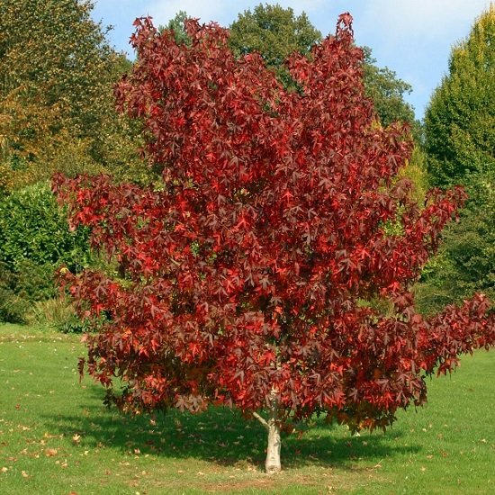 Best Trees to Plant in Georgia 2