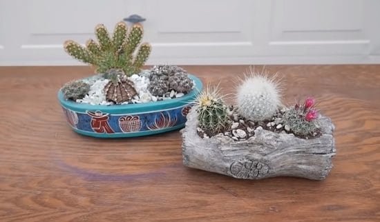 DIY Cactus Garden Ideas 9