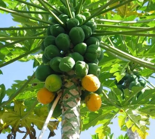 Zelfgenoegzaamheid Explosieven Welkom How to Grow Papaya Tree + Care in Garden & Pots
