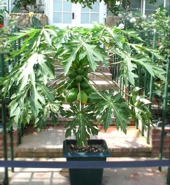 papaya tree in container