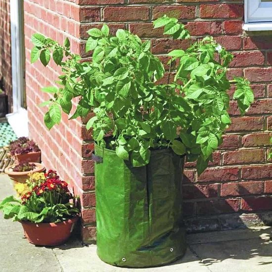 Vegetables You Can Grow in Grow Bags
