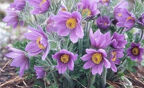 36 Types of Violet Flowers | Best Violet Color Flowers 11