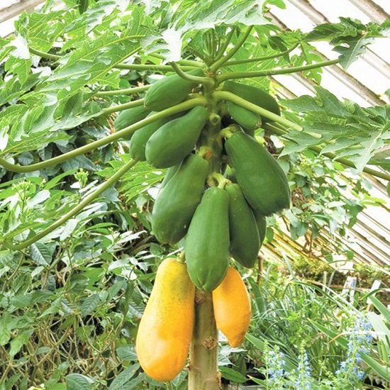 Different Types of Papaya 5