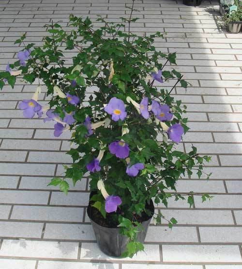 36 Types of Violet Flowers | Best Violet Color Flowers 17
