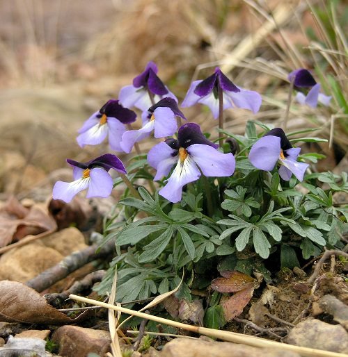 36 Types of Violet Flowers | Best Violet Color Flowers 19