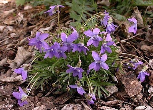 36 Types of Violet Flowers | Best Violet Color Flowers 20