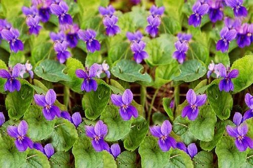 Types of Violet Flowers 9