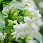 17 Types of Jasmine Flowers | Jasmine Plant Varieties