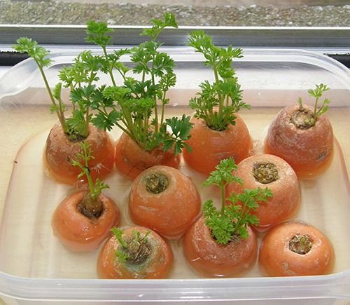 Vegetables that Grow from Cuttings 2