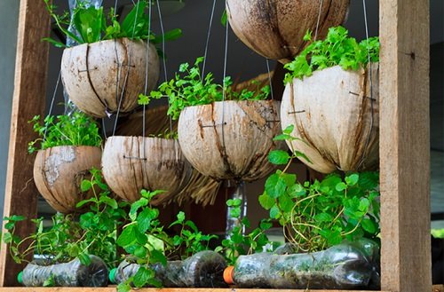 Hanging Coconut Shell Planters