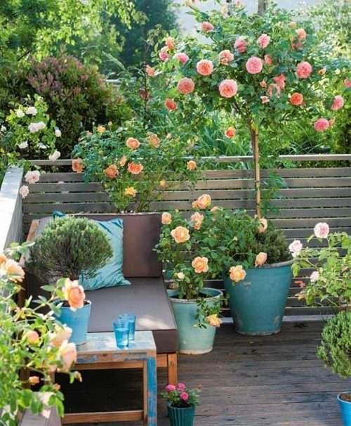 Balcony Rose Garden