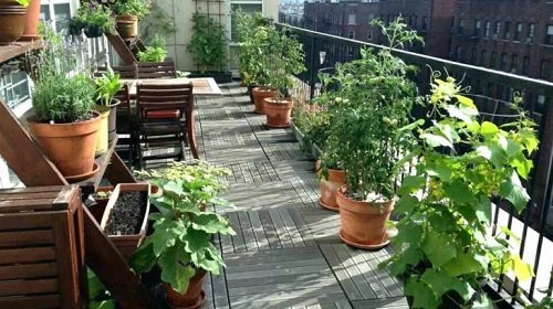 Apartment Vegetable Garden