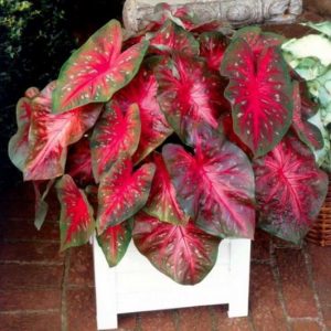 15 Impressive Red Indoor Plants | Houseplants with Red Leaves