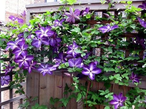 36 Types of Violet Flowers | Best Violet Color Flowers 8
