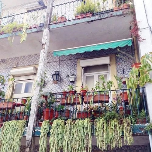Succulents in Balcony With Trailing Vines