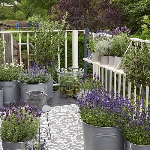 Terrace Balcony With Lavender in Pots