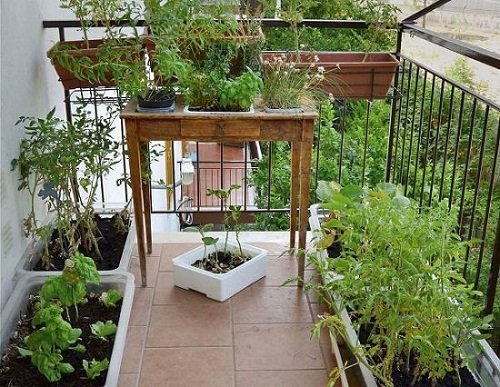 Fresh Herbs in Balcony