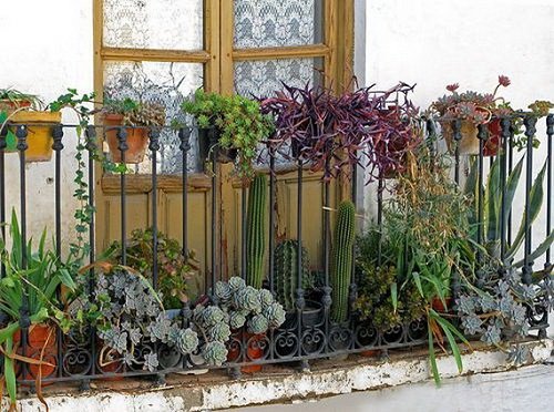 Drought Tolerant Succulents in Balcony