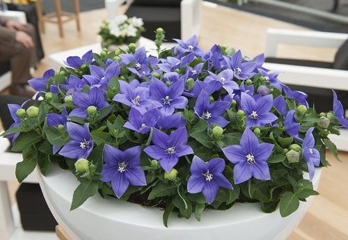 36 Types of Violet Flowers | Best Violet Color Flowers 10