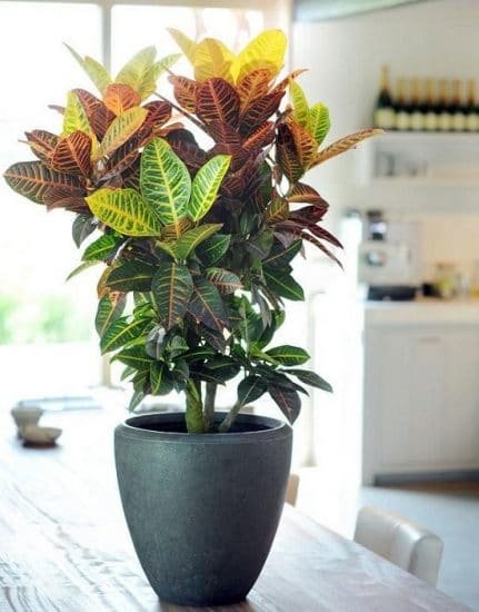 Best Large Indoor Plants 24