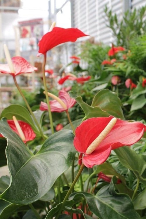 How to Take Care of Anthurium