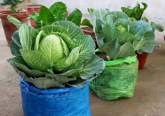 Vegetables You Can Grow in Grow Bags 5