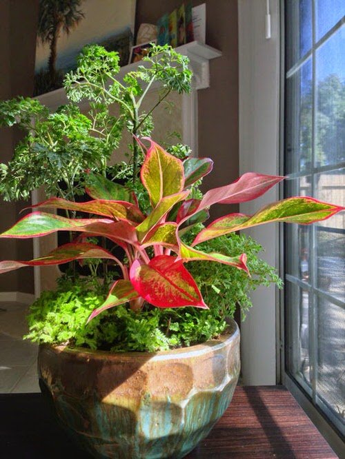 Image of Philodendron companion plant for aglaonema