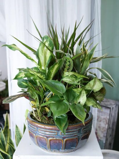 22 Houseplant Combination Ideas | Balcony Garden Web