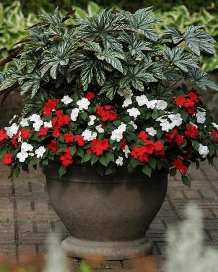 30 Best Types of Impatiens | Impatiens Varieties | Balcony Garden Web