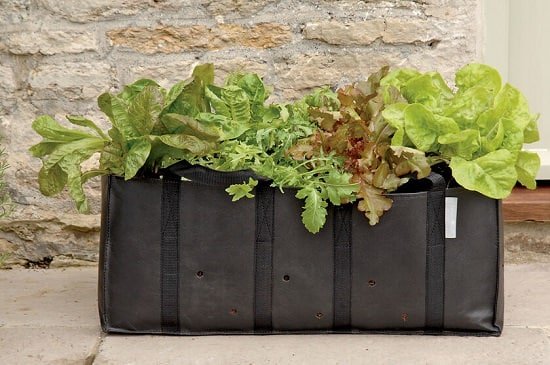Vegetables You Can Grow in Grow Bags 2