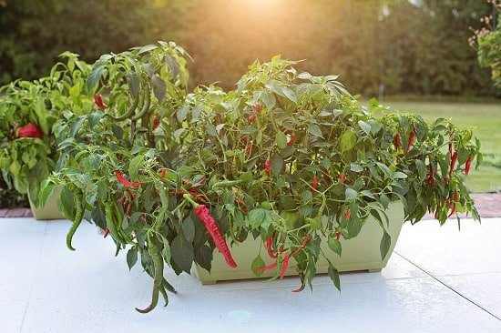 How to Make Pepper Plants Hotter
