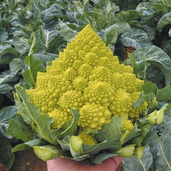 Types of Broccoli 2