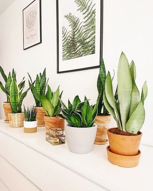 How to Grow Snake Plant Indoors 2